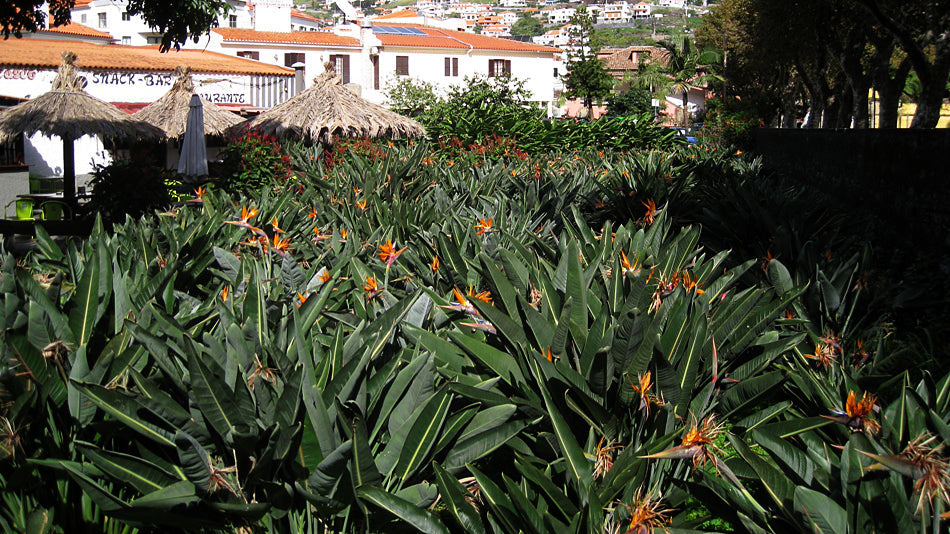 Strelitzia (Paradiesvogelblume) | a Piece of Nature