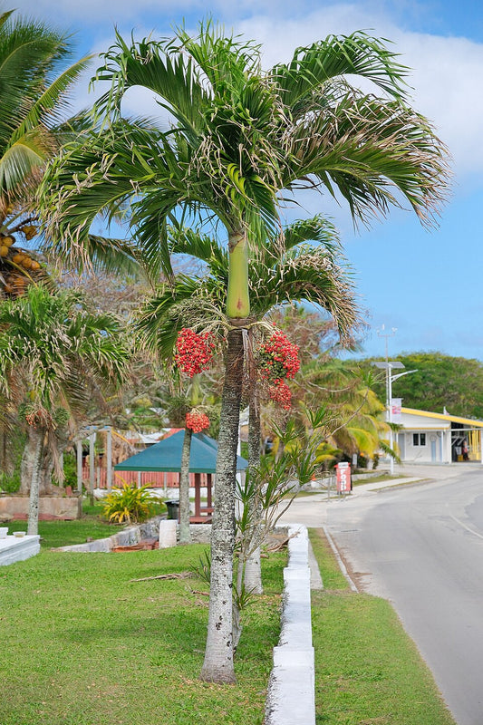 Flotte Julepalmer (Adonidia merrillii) langs en vej
