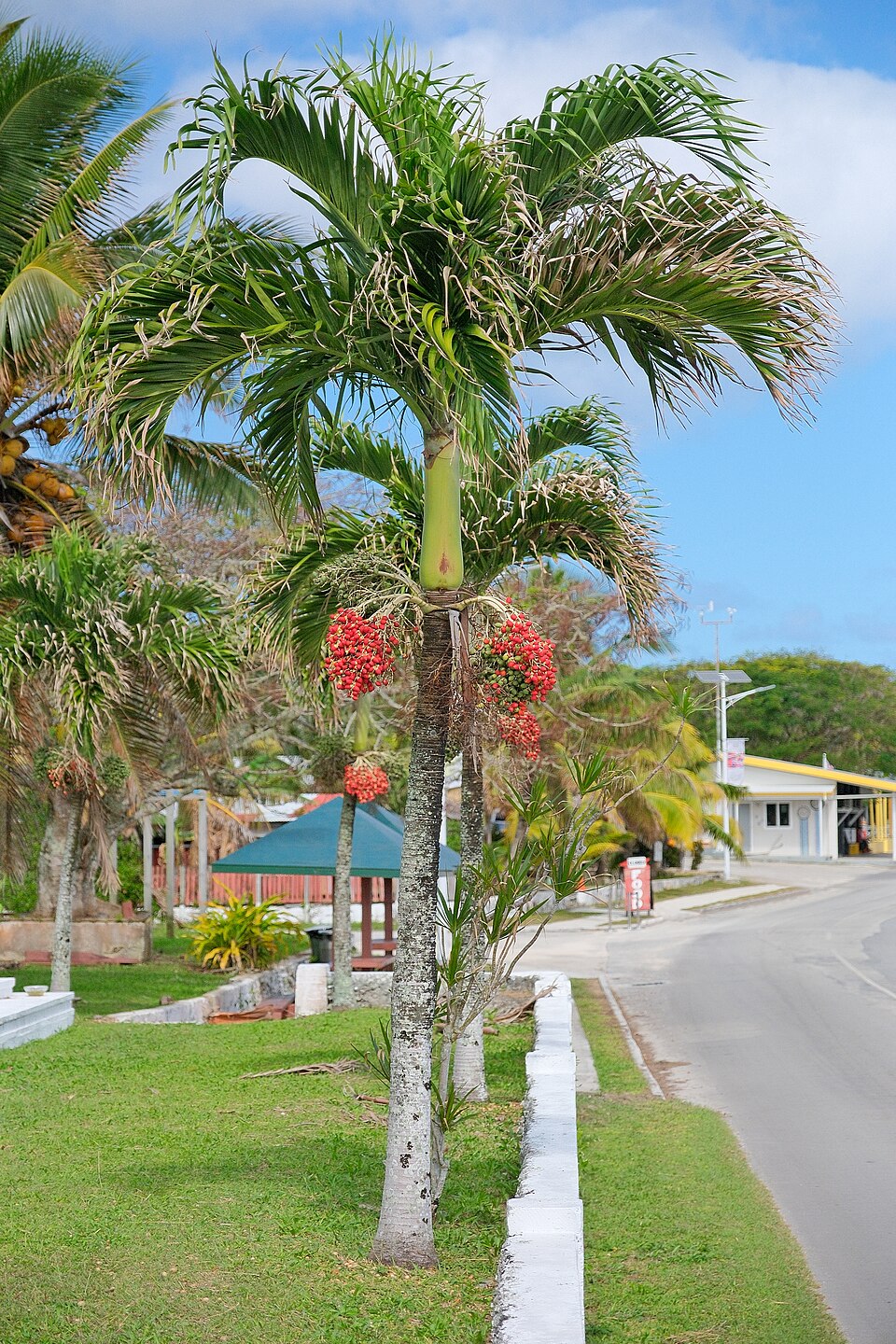 Flotte Julepalmer (Adonidia merrillii) langs en vej