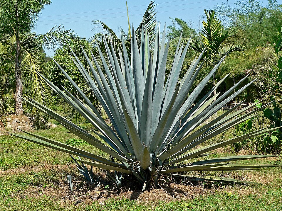 Tequila-Agave (Agave tequilana) | Samen, 6 Stk.