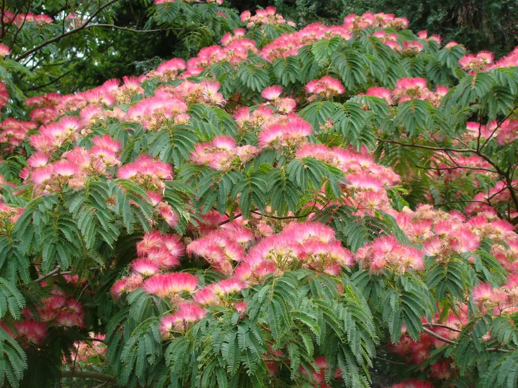 Smukt blomstrende Rosa Silketræ (Albizia julibrissin "Rosea")
