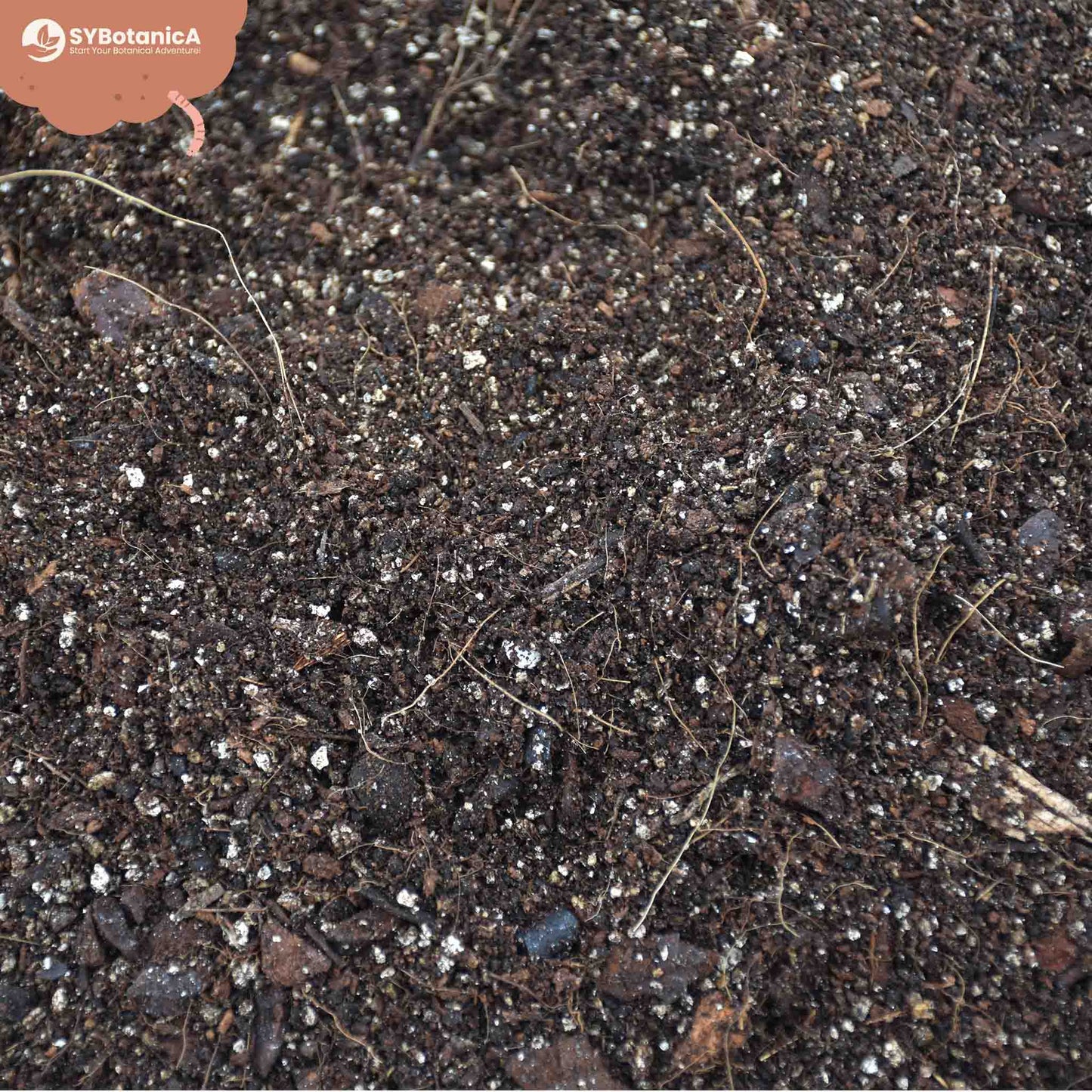 Nærbillede af Alocasiajord