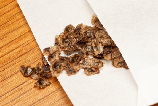 Frø af Zimbabwe Aloe (Aloe excelsa) i lille hvid papirspose