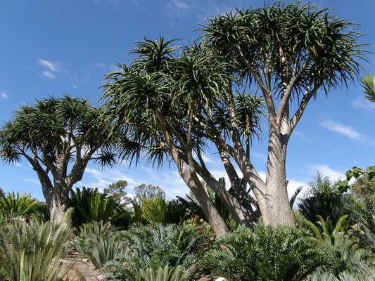 Et par store Træ Aloe (Aloe barberae)