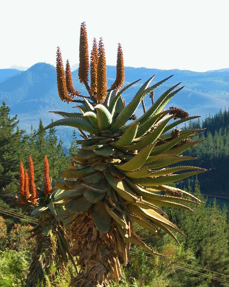 Bitteraloe (Aloe ferox)