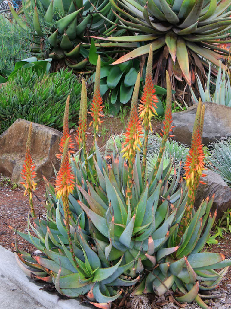 Gefleckte Kap-Aloe (Aloe microstigma)
