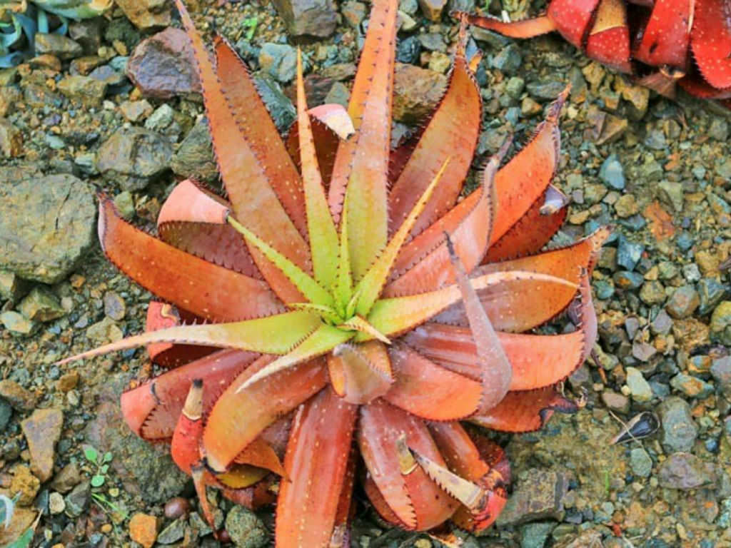 Rødt eksemplar af Spættet Cape aloe (Aloe microstigma)