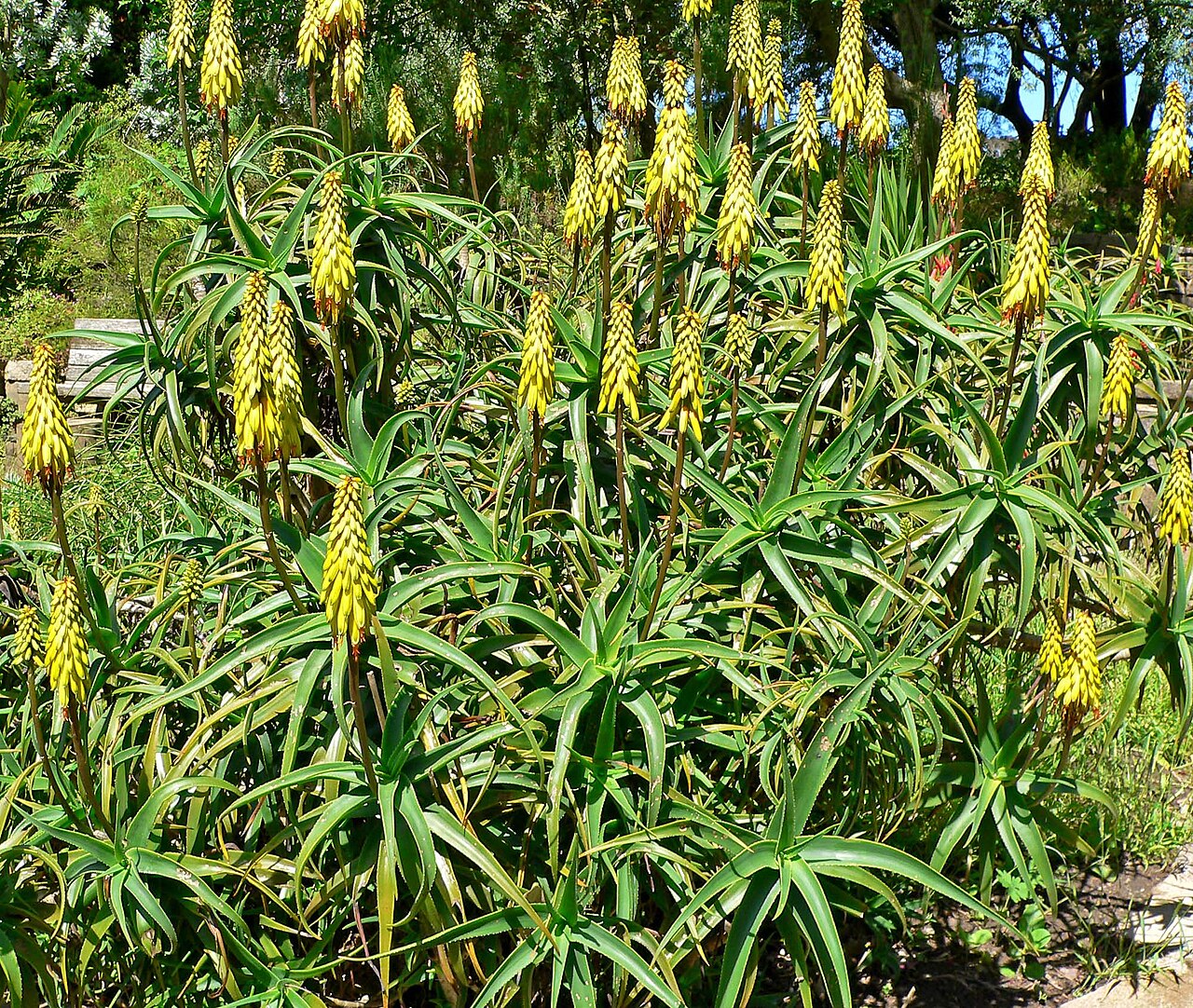 Robuste Aloe (Aloiampelos striatula)