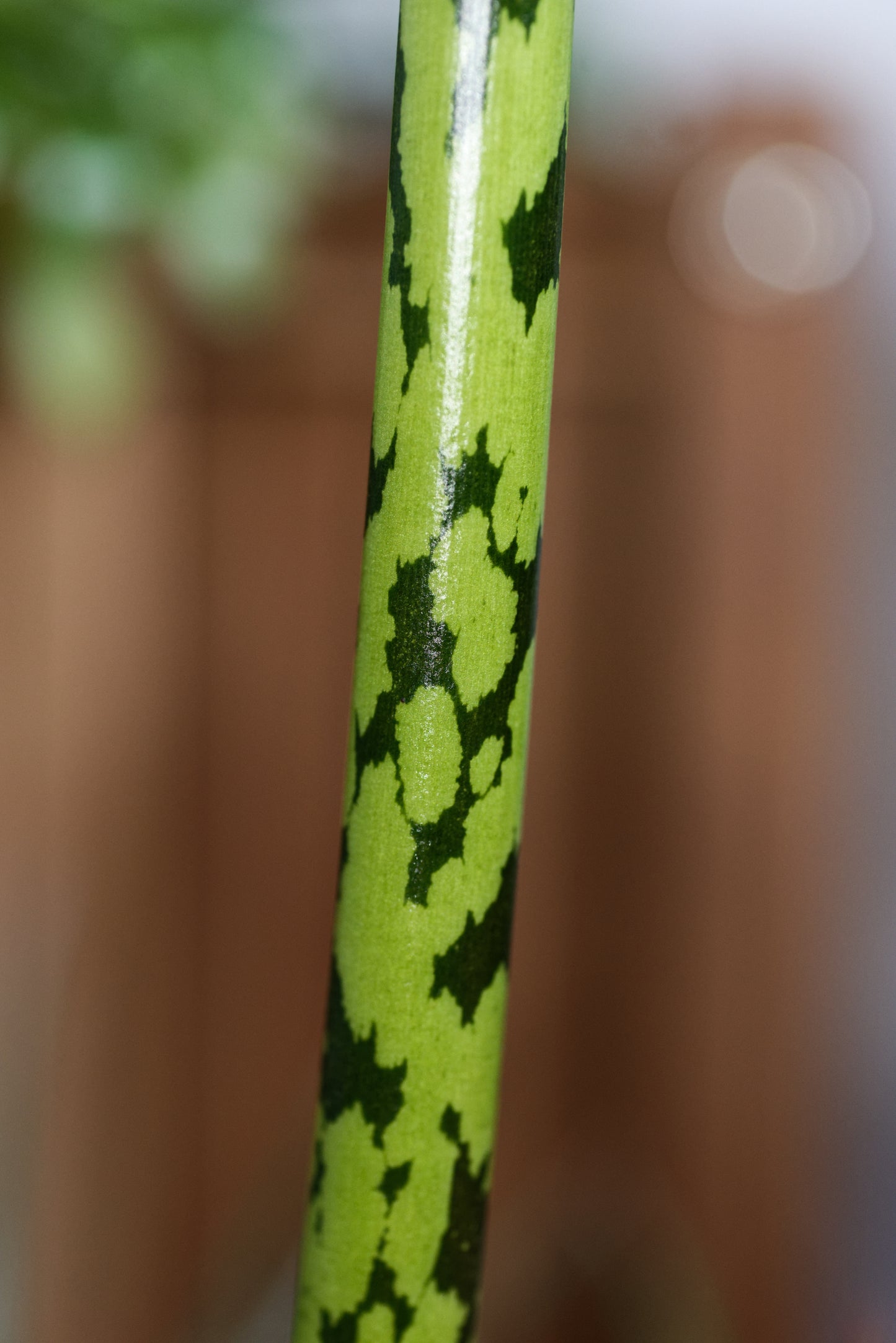 Nærbillede af Amorphophallus bulbifer stilk