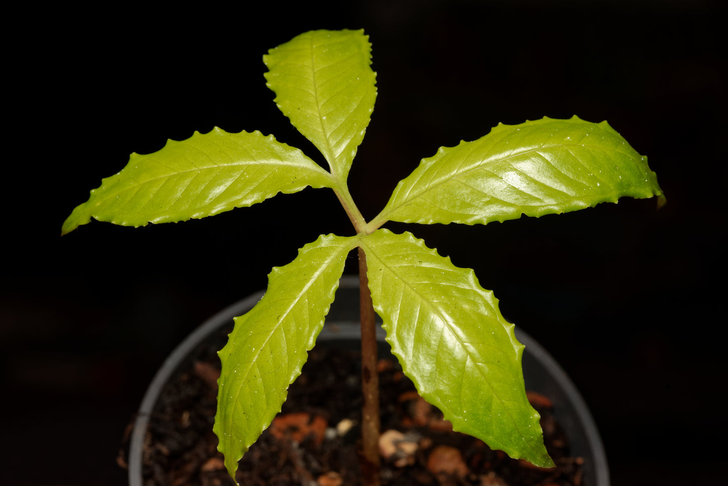 Maxwells amorphophallus (Amorphophallus maxwellii) frøplante nærbillede af bladet