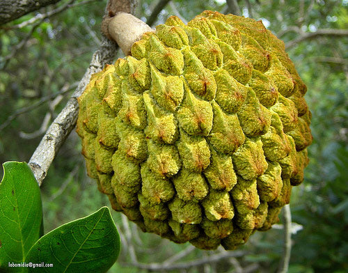 Den flotte og spændende frugt af Araticum (Annona crassiflora)