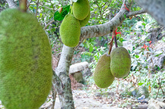 Brödfrukt (Artocarpus heterophyllus) | plantera