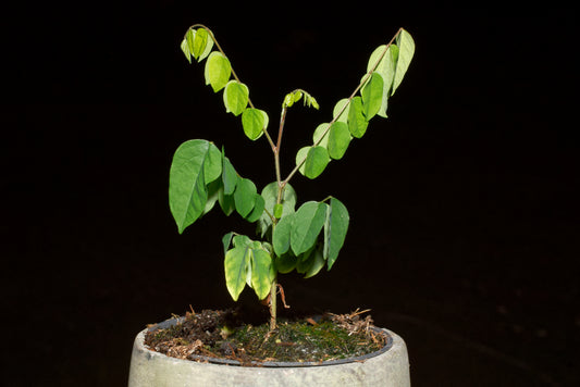 Frøplante af Stjernefrugt (Averrhoa carambola)