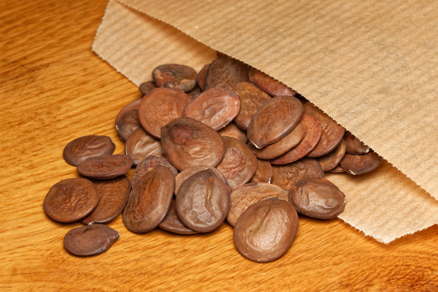 De smukke frø af Lilla orkidetræ (Bauhinia purpurea)
