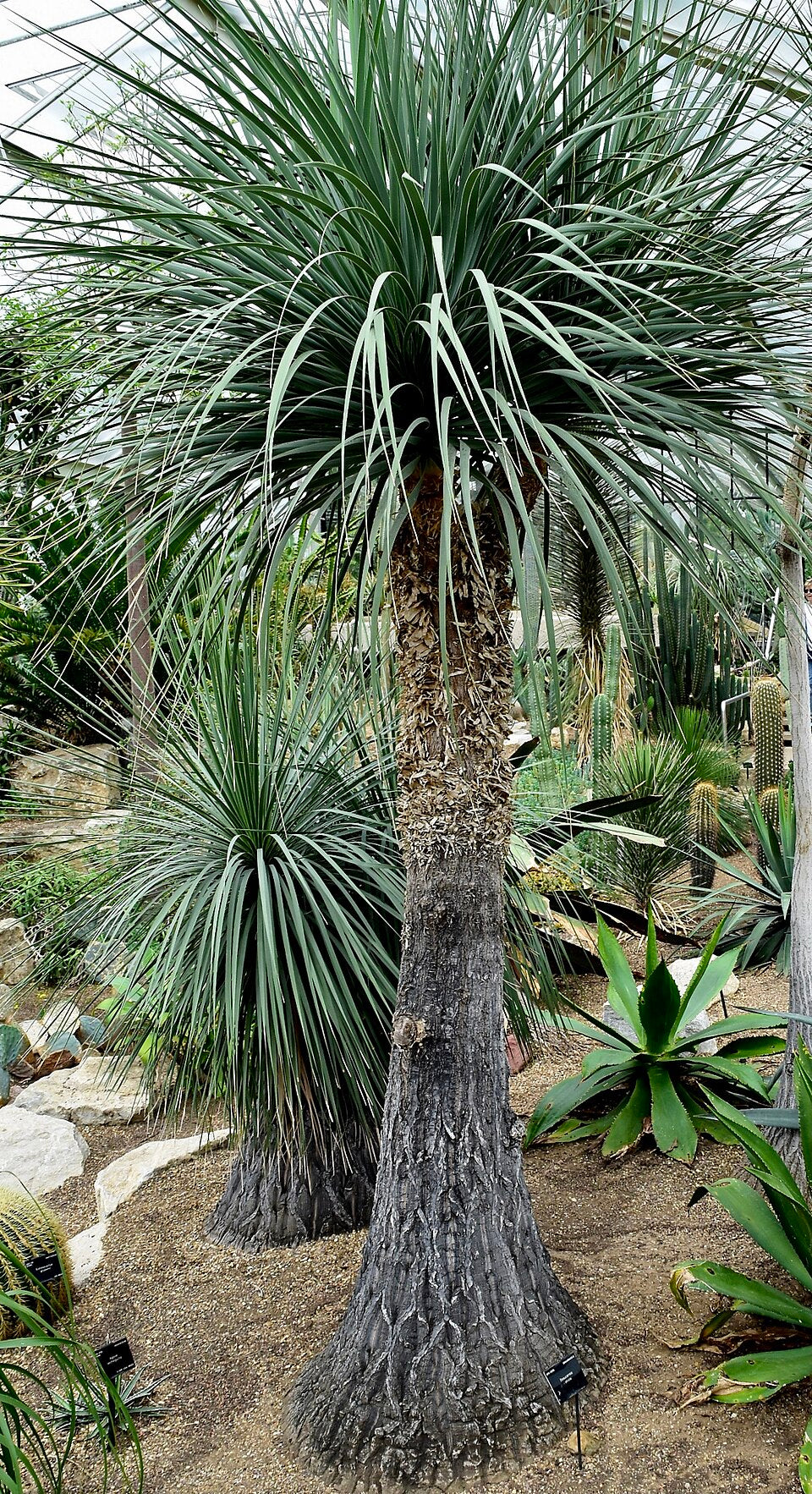Elefantenfuß (Beaucarnea stricta)
