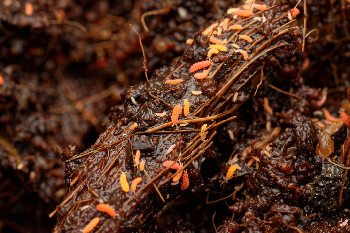 Fin lille gruppe af Røde springhaler (Bilobella braunerae)