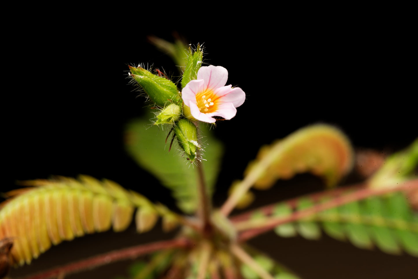 Nærbillede af Biophytum sensitivum blomst.