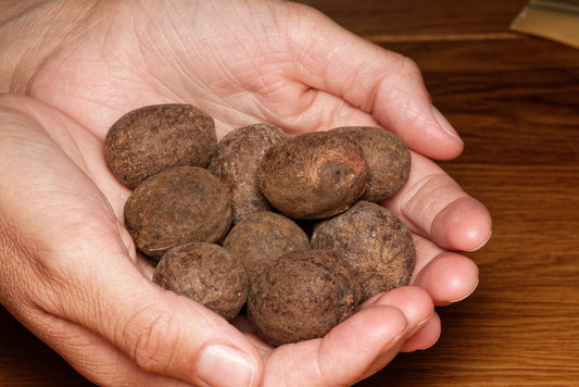 De kæmpe store frø af Bismarck palme (Bismarckia nobilis "Silver") liggende i en hånd