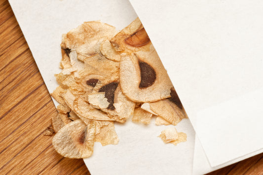 Frø fra Kæmpehjertelilje (Cardiocrinum giganteum)