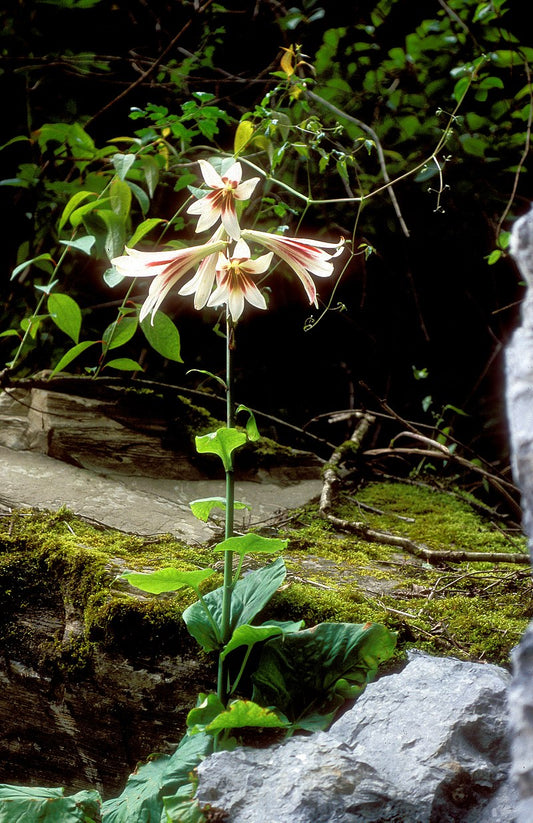Blomstrende Kæmpehjertelilje (Cardiocrinum giganteum)