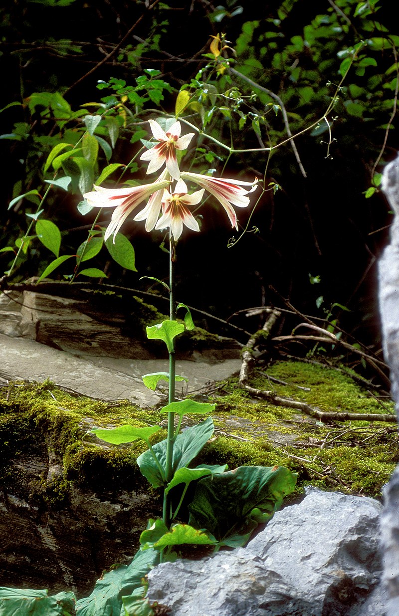 Den imponerende og smukke blomst af Kæmpehjertelilje (Cardiocrinum giganteum)