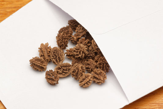 De smukke frø af Papaya (Carica papaya "Cauca")