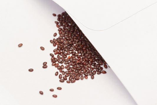 Fine små frø af Middelhavsfigen (Carpobrotus edulis) i lille hvid papirspose