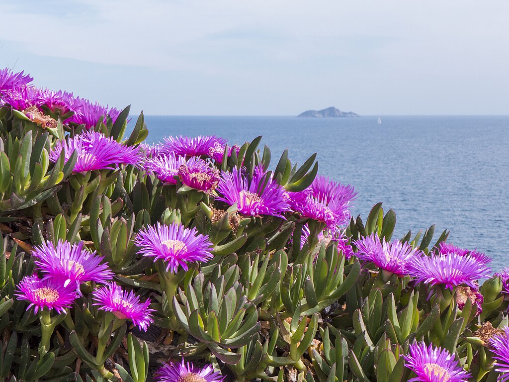 Tæppe af blomstrende Strandfigen (Carpobrotus acinaciformis)