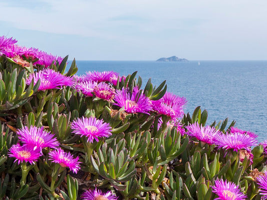 Tæppe af blomstrende Strandfigen (Carpobrotus acinaciformis)
