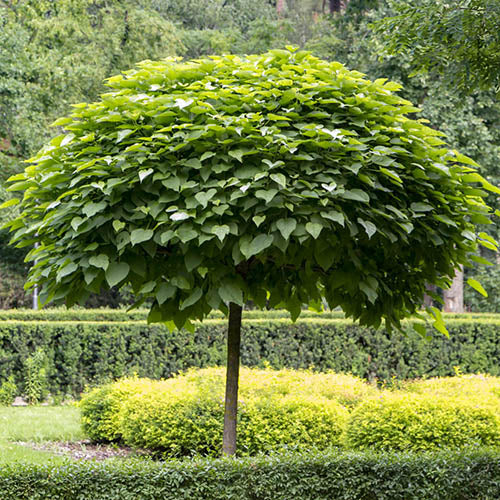 Catalpa () Catalpa