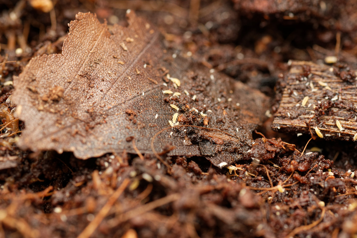 Gule springhaler (Ceratophysella ella "yellow")