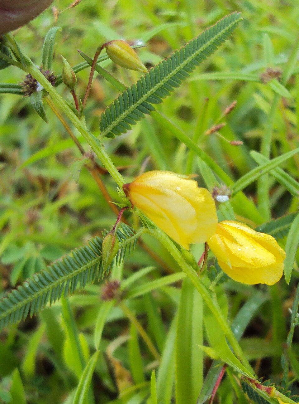 Nærbillede af de gule blomster og fine fjerdelte blade hos Følsom chamaecrista (Chamaecrista mimosoides)