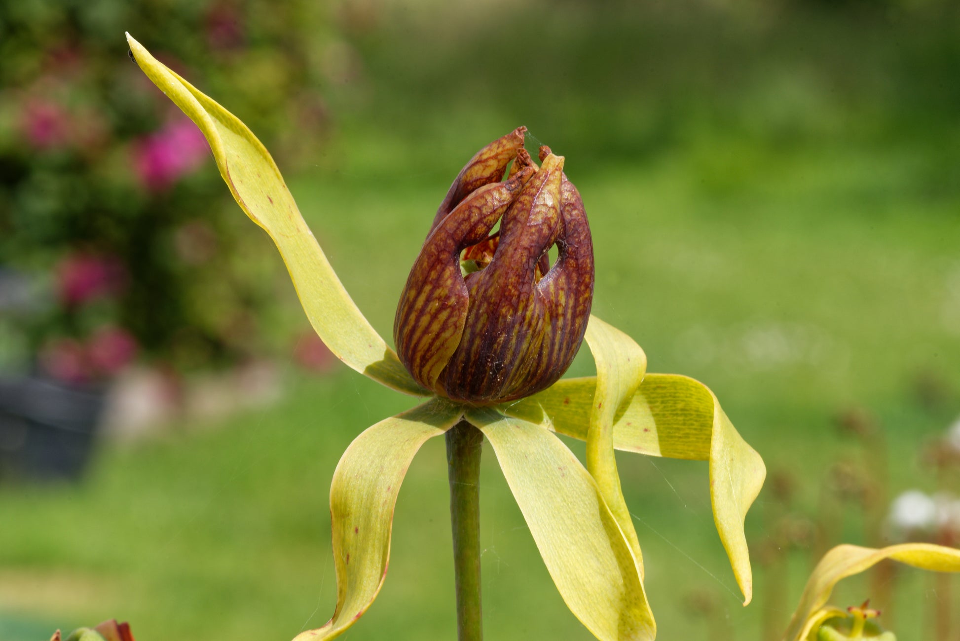 Kobralilje (Darlingtonia californica) blomst