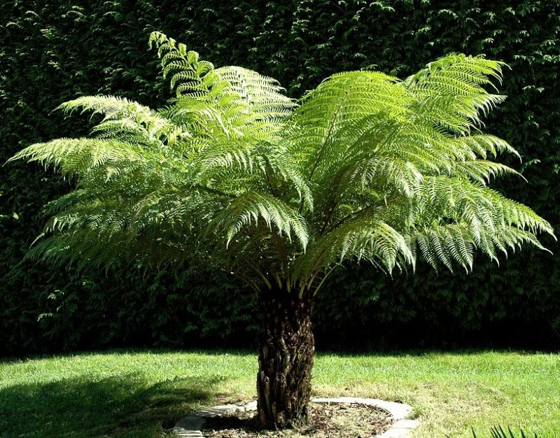 Tasmanischer Baumfarn (Dicksonia antarctica)