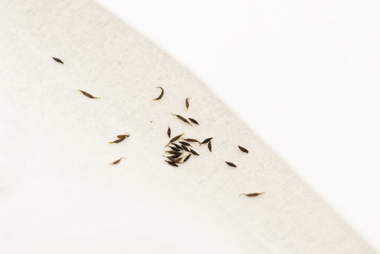 Frø fra Soldug (Drosera aliciae)