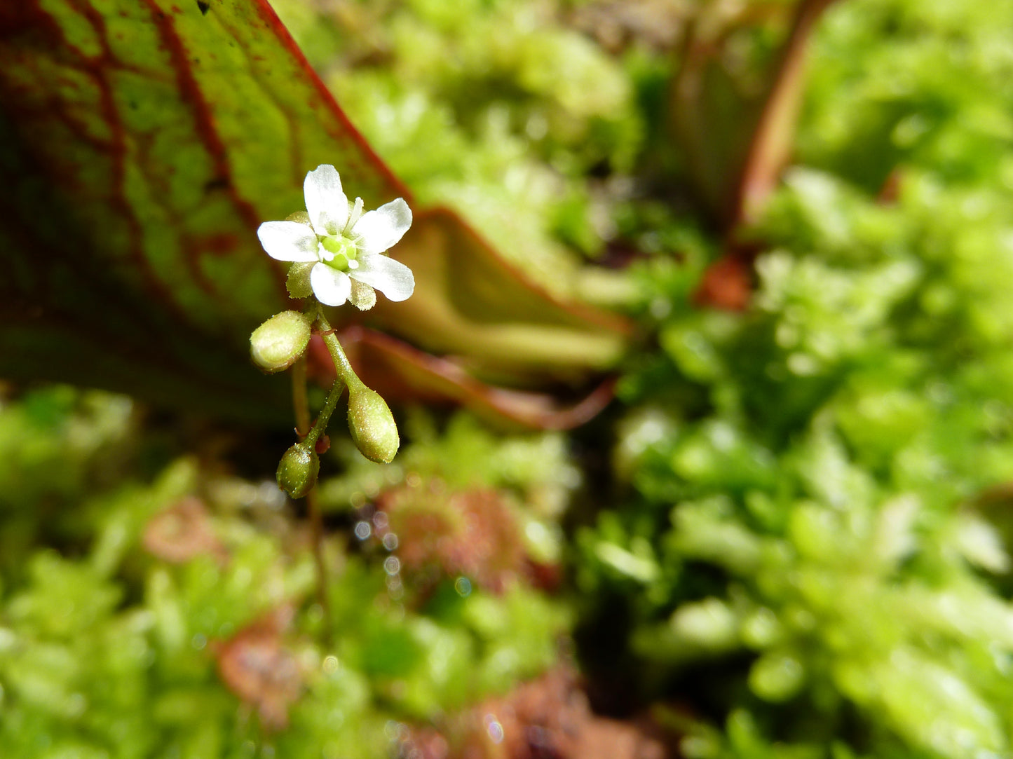 Den lille, hvide blomst af Rundbladet soldug (Drosera rotundifolia)