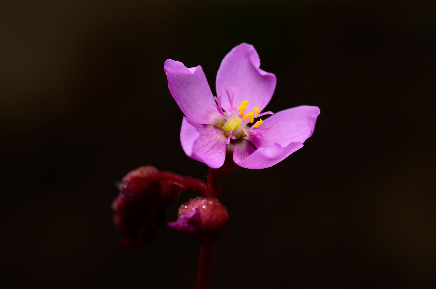 Den smukke lilla blomst af Alice Soldug (Drosera aliciae)