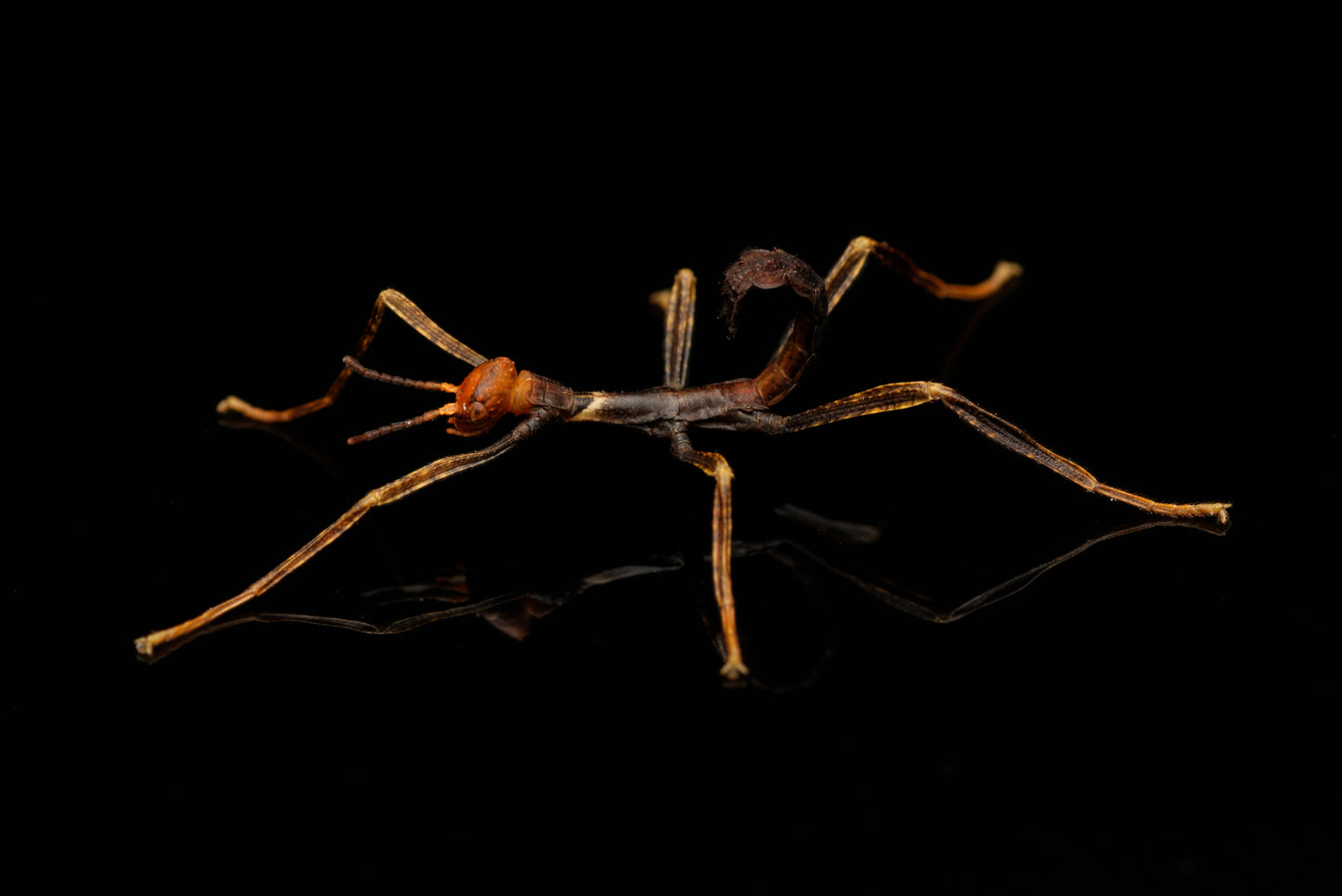De sorte og røde nymfer af den vandrende rosengren (Extatosoma tiaratum)