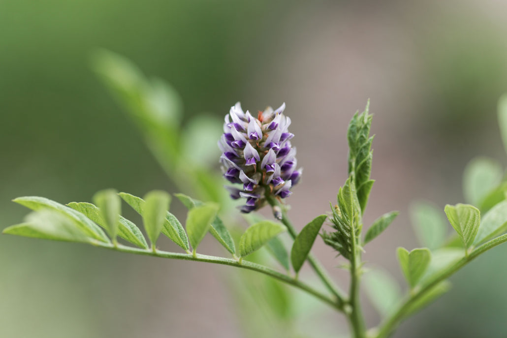 De små blomster og blade af Lakridsplanten (Glycyrrhiza glabra)