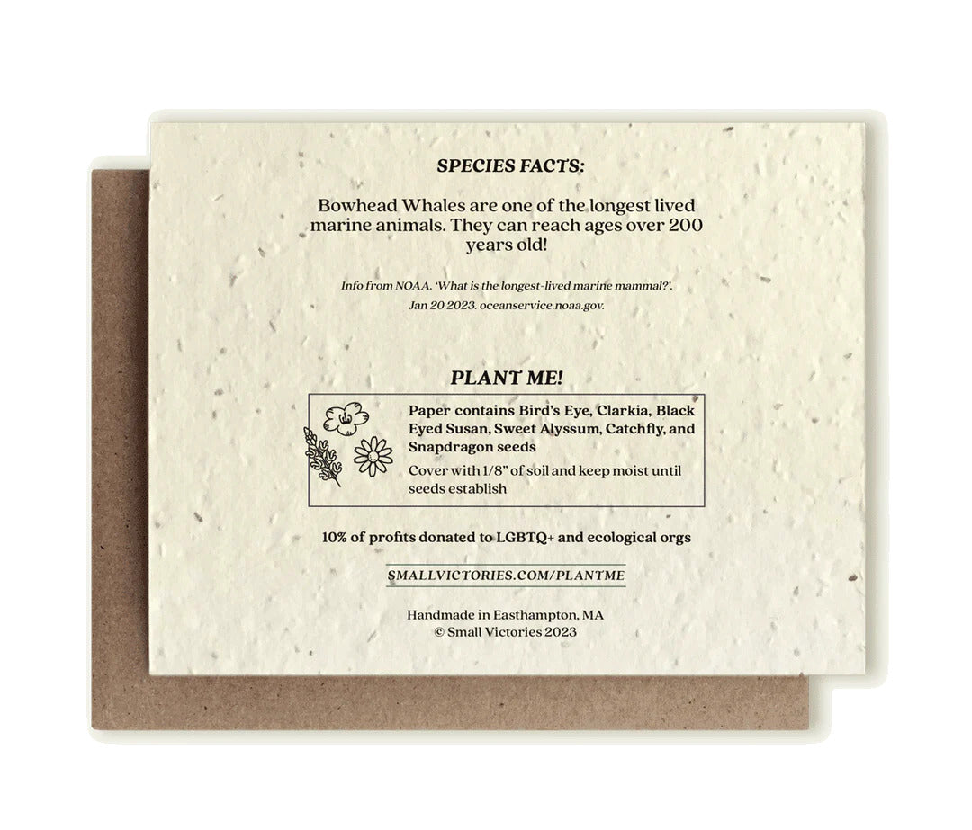 Bagsiden af hval postkort, med lidt information om hvalen