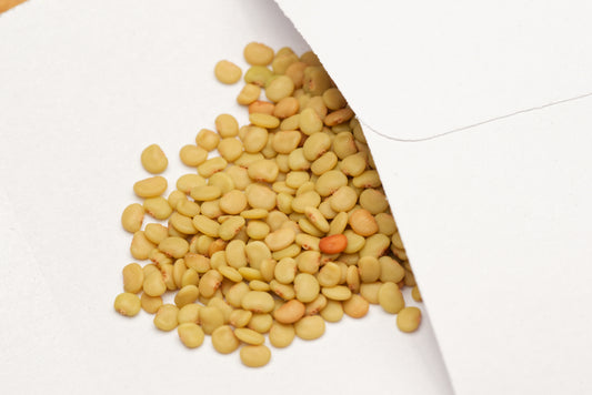 De små fine frø af Kæmpe rør-mig-ej (Mimosa diplotricha)