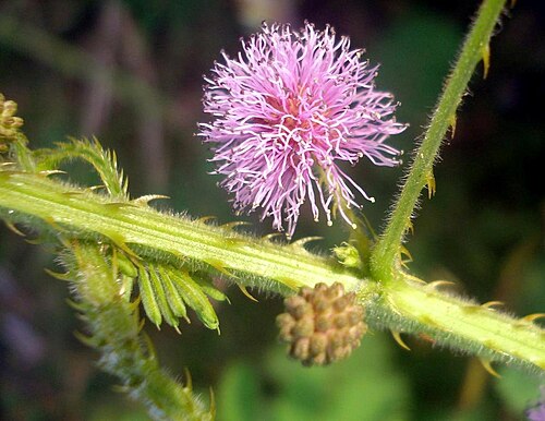Den lyserøde/lilla blomst hos Kæmpe rør-mig-ej (Mimosa diplotricha)