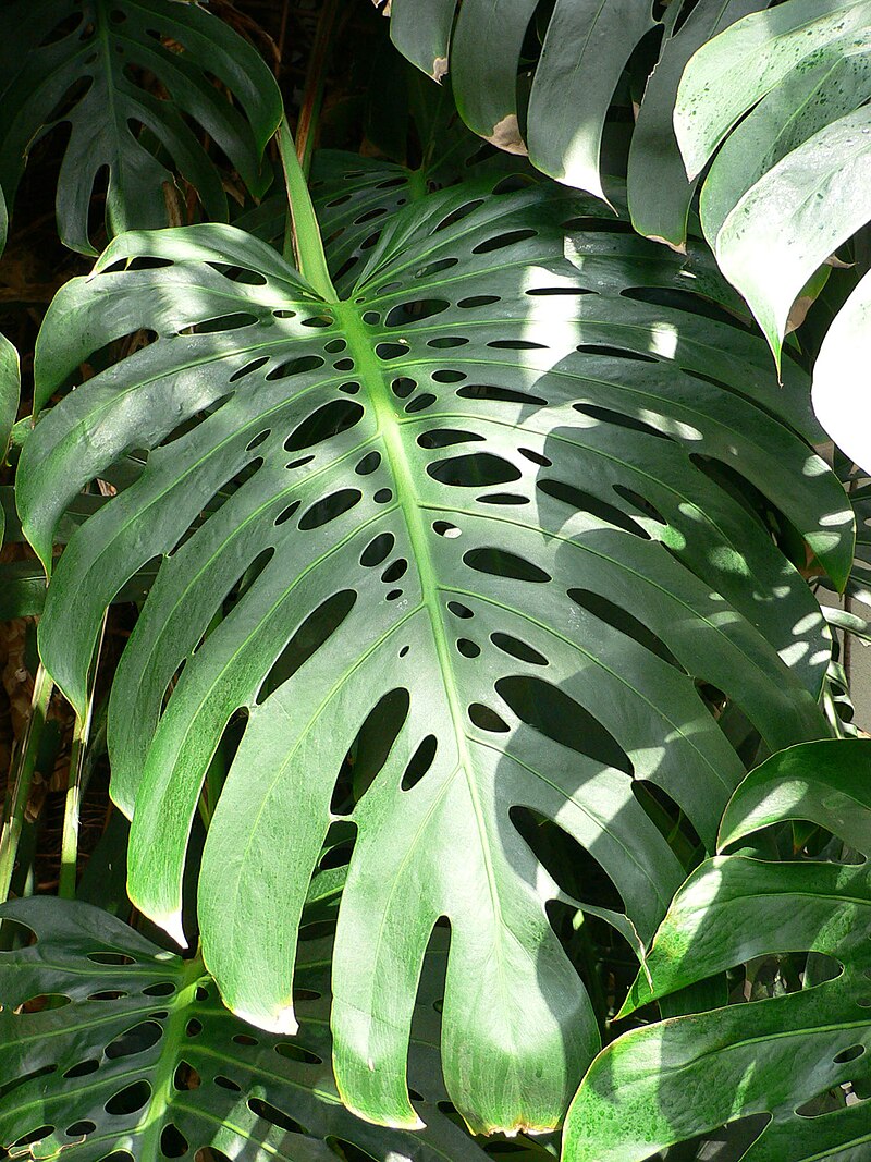 fingerphilodendron monstera deliciosa Fingerphilodendron (Monstera deliciosa)