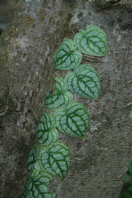 Monstera (Monstera dubia) | Samen  a Piece of Nature