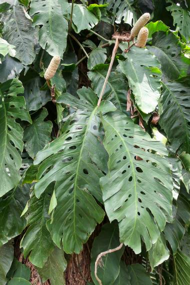 Stor Monstera (Monstera dubia)