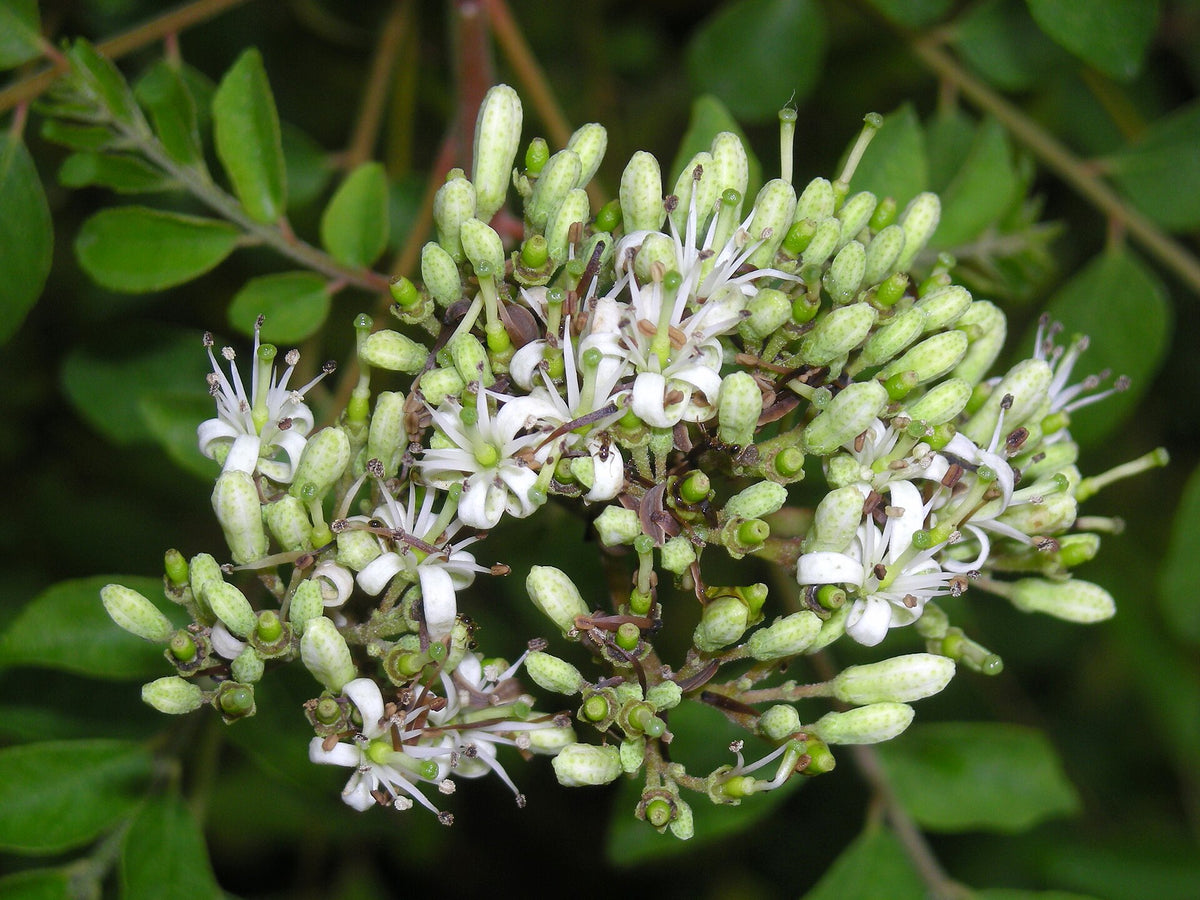 Blomstrende Karrybladstræ (Murraya koenigii) med små hvide blomster