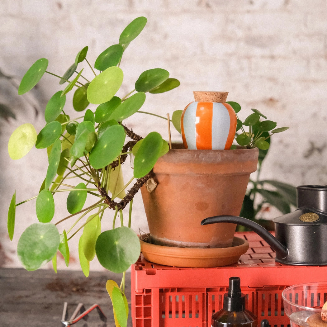 orange og lyseblå stribet olla i en potteplante