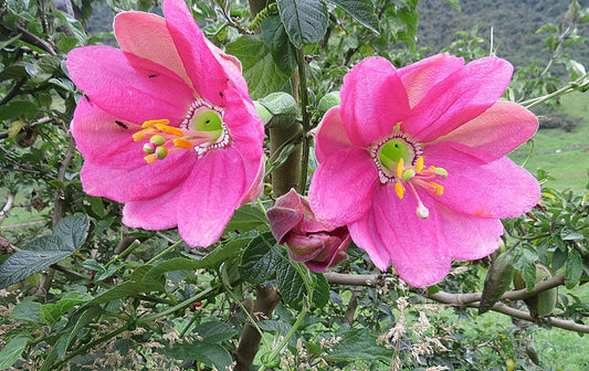 De smukke lyserøde blomster fra Tumbo passionsfrugt (Passiflora mixta)