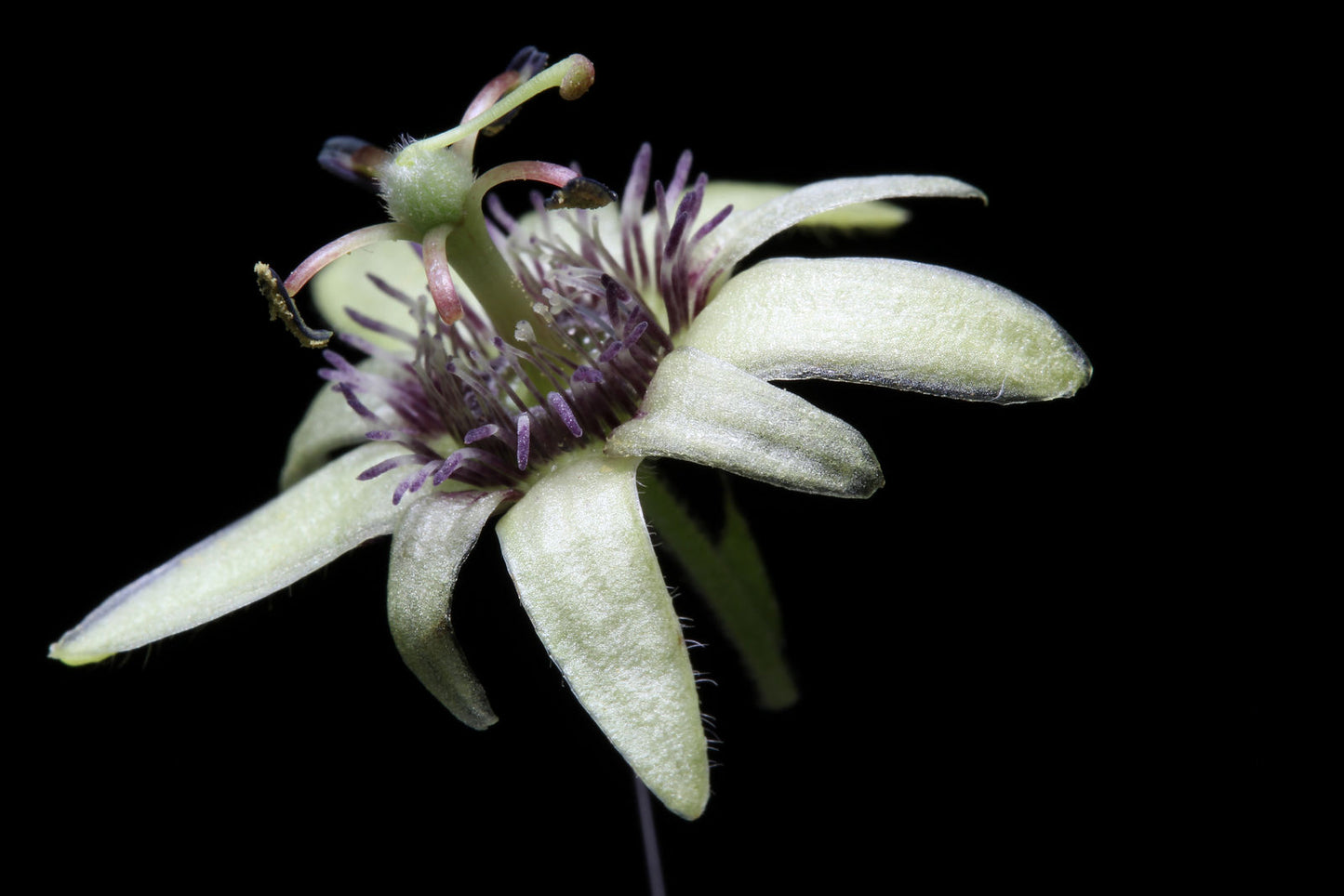 Nærbillede af blomsten hos Flagermusvinget passionsblomst (Passiflora sexflora)