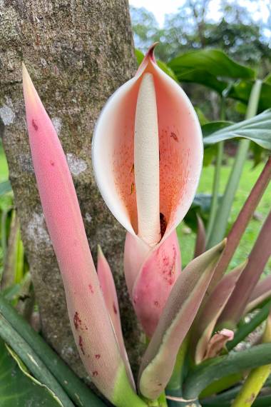 philodendron blüte Schuppiger Philodendron (Philodendron angustilobum)